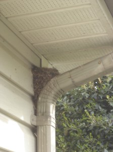 Bird's Nests in odd places