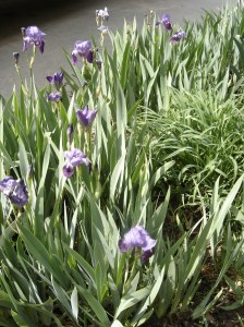 Iris bed