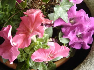 Petunias