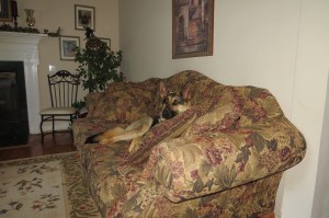 This is Gretel on the sofa at regular speed.