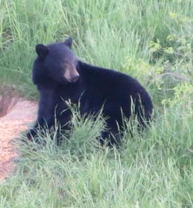 B lack bear in our field