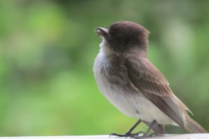 birds with juicy treats