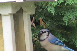 blue jay scores a nut june 2013