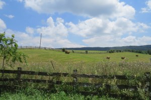 Crockett Cove's rolling hillsides