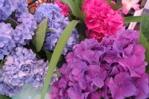 hydrangeas in different colors
