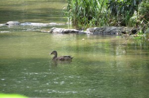 Mast General Store Creekside