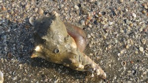 Hilton Head conch shell