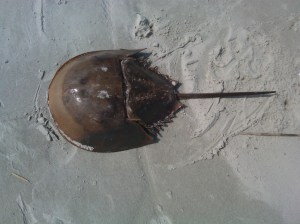 Hilton Head crab