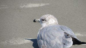 Hilton Head gull facing back