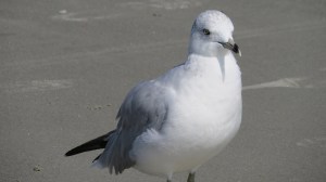 Hilton Head gull up close
