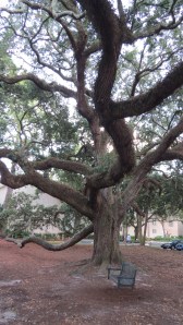 Hilton Head Harbourtown and tree