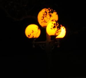 Hilton Head park lights