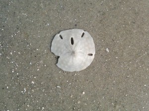 Hilton Head sand dollar