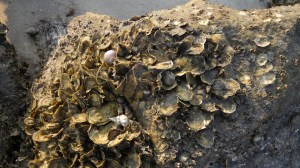 Hilton Head shells on rock