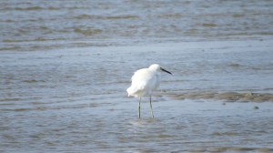 Hilton Head shore bird
