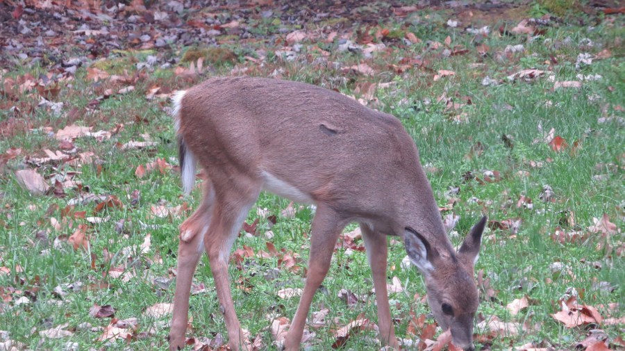Deer eating grass