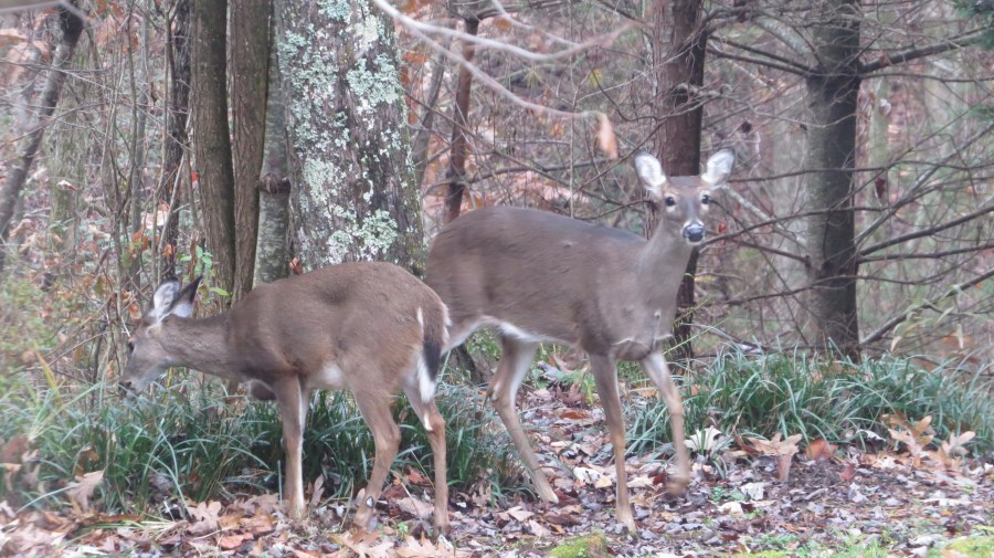 Deer pawing ground