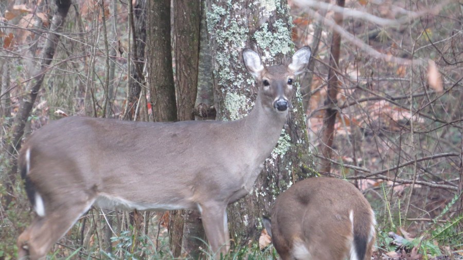 Deer staring at me