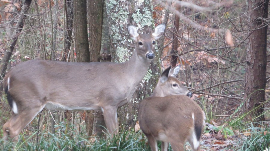 Deer two closeup