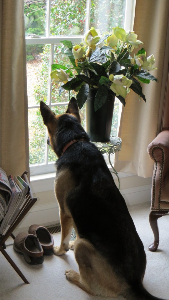 Deer with gretel in window