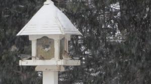 bird bevy at feeder
