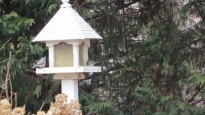 Birds on feeder 1