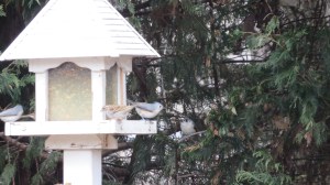Birds on feeder 4