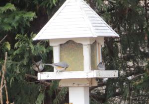 Birds on feeder - fat