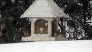birds on feeder female cardinal