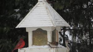 Is there anything lovelier than a cardinal in the snow?