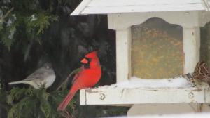 birds with cardinal favorite