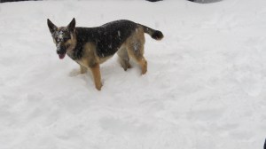 snow covered gretel 1