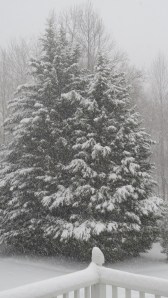 snow covered trees
