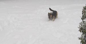 snow playing gretel 1