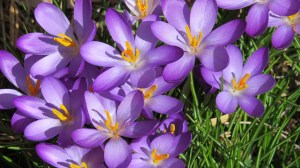 crocus later afternoon 2014