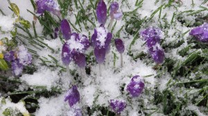 crocus snow covered