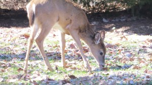 deer nibbling grass 2014