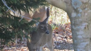 deer sneaking a peek
