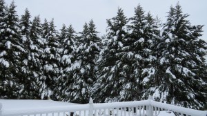 snow covered cypress 2014