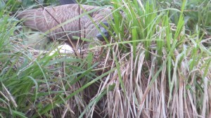 Goose mama on nest