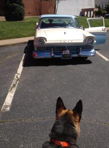 car show gretel looking at car